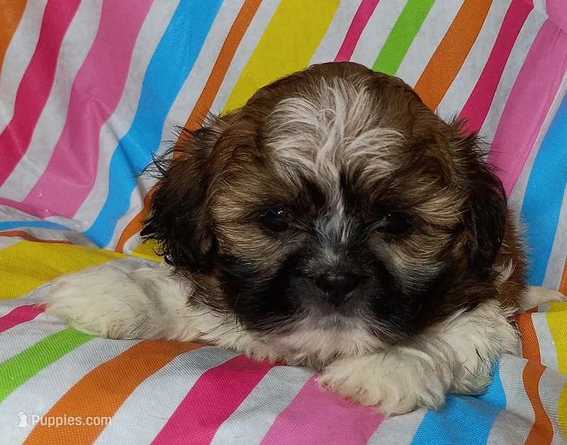 Camden – Shih Tzu puppy for sale in Stoutland, MO