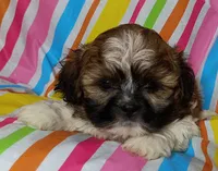 Camden, a male Shih Tzu for sale in Stoutland, MO – 1 of 4