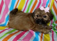 Cora, a female Shih Tzu for sale in Stoutland, MO – 3 of 5