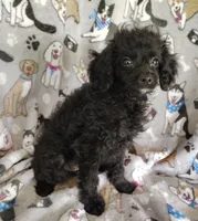 Alex, a male Cavapoo and Poodle - Miniature  for sale in Stoutland, MO – 2 of 3