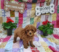 Alvin, a male Poodle - Miniature  for sale in Stoutland, MO – 4 of 4