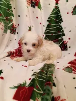 Happy, a male Havapoo for sale in Stoutland, MO – 6 of 6