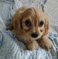 Tyler, a male Cavachon for sale in Stoutland, MO – 4 of 4