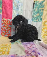 Allie, a female Cavapoo and Poodle - Miniature  for sale in Stoutland, MO – 2 of 5