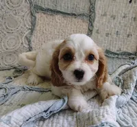 Trixie, a female Cavachon for sale in Stoutland, MO – 4 of 10