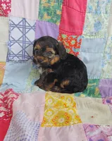 Michael , a male Yorkipoo for sale in Stoutland, MO – 4 of 10