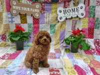 Theodore , a male Poodle - Miniature  for sale in Stoutland, MO – 5 of 5