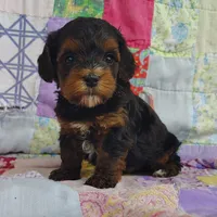 Samuel , a male Yorkipoo for sale in Stoutland, MO – 3 of 10