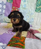Daniel, a male Yorkipoo for sale in Stoutland, MO – 7 of 10