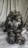 Simon, a male Poodle - Standard  for sale in Stoutland, MO – 4 of 10