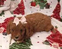 Layla, a female Cavapoo for sale in Stoutland, MO – 2 of 6