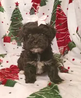 Hallie, a female Havapoo for sale in Stoutland, MO – 2 of 6