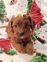 Laura, a female Cavapoo for sale in Stoutland, MO – 5 of 8