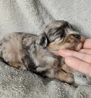 Kristoff , a male Poodle - Miniature  and Miniature Aussiedoodle for sale in Stoutland, MO – 2 of 5