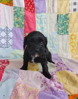 Amanda , a female Cavapoo and Poodle - Miniature  for sale in Stoutland, MO – 8 of 8