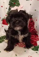 Hallie, a female Havapoo for sale in Stoutland, MO – 5 of 6