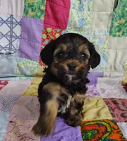 Cici, a female Yorkipoo for sale in Stoutland, MO – 7 of 9