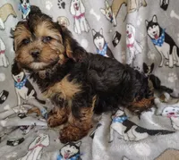 Nathaniel, a male Yorkipoo for sale in Stoutland, MO – 6 of 6