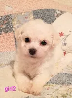 Kasie, a female Bichon Frise for sale in Stoutland, MO – 1 of 1