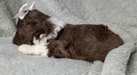 Belle, a female Poodle - Miniature  and Miniature Aussiedoodle for sale in Stoutland, MO – 2 of 7