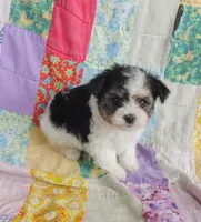 Layla, a female Maltipoo and Yorkshire Terrier for sale in Stoutland, MO – 7 of 9