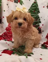 Maddie, a female Maltipoo for sale in Stoutland, MO – 5 of 7