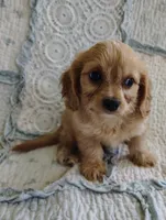 Tyler, a male Cavachon for sale in Stoutland, MO – 2 of 4