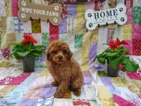 Theodore , a male Poodle - Miniature  for sale in Stoutland, MO – 2 of 5