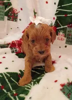 Taylor, a female Cavapoo for sale in Stoutland, MO – 3 of 4
