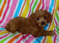 Rex, a male Cavapoo for sale in Stoutland, MO – 2 of 4