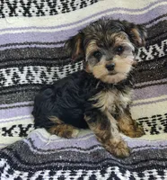 Leo, a male Maltipoo and Yorkshire Terrier for sale in Stoutland, MO – 5 of 7