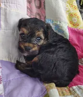 Michael , a male Yorkipoo for sale in Stoutland, MO – 6 of 10