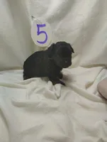 Romeo, a male Miniature Aussiedoodle for sale in Stoutland, MO – Photo 5 of 7