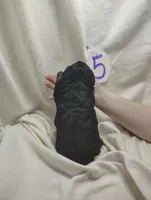 Romeo, a male Miniature Aussiedoodle for sale in Stoutland, MO – Photo 6 of 7