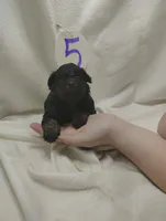 Romeo, a male Miniature Aussiedoodle for sale in Stoutland, MO – Photo 2 of 7