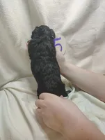 Romeo, a male Miniature Aussiedoodle for sale in Stoutland, MO – Photo 7 of 7