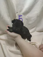 Romeo, a male Miniature Aussiedoodle for sale in Stoutland, MO – Photo 1 of 7