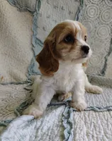Taylor, a female Cavachon for sale in Stoutland, MO – 3 of 9