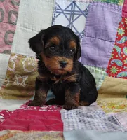 Dede, a female Yorkipoo for sale in Stoutland, MO – 1 of 10