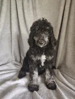 Sarah, a female Poodle - Standard  for sale in Stoutland, MO – 5 of 7