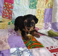 Daniel, a male Yorkipoo for sale in Stoutland, MO – 8 of 10