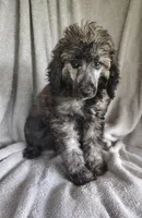 Simon, a male Poodle - Standard  for sale in Stoutland, MO – 5 of 10