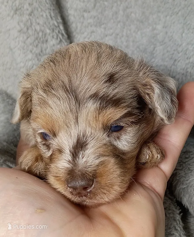 Charming – Poodle - Miniature , Miniature Aussiedoodle puppy for sale in Stoutland, MO