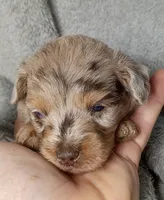 Charming, a male Poodle - Miniature  and Miniature Aussiedoodle for sale in Stoutland, MO – 1 of 4