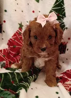 Layla, a female Cavapoo for sale in Stoutland, MO – 6 of 6