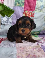 Dede, a female Yorkipoo for sale in Stoutland, MO – 4 of 10