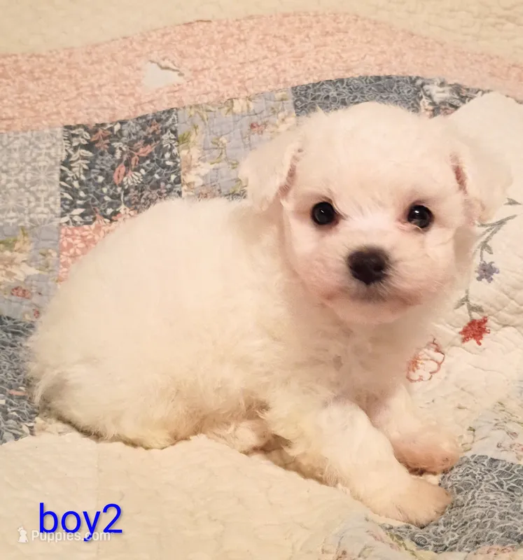 Kevin – Bichon Frise puppy for sale in Stoutland, MO