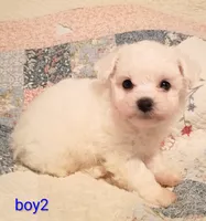 Kevin, a female Bichon Frise for sale in Stoutland, MO – 1 of 1