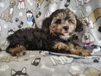 Cici, a female Yorkipoo for sale in Stoutland, MO – 4 of 7