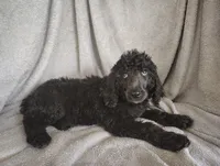 Stephanie, a female Poodle - Standard  for sale in Stoutland, MO – 5 of 9